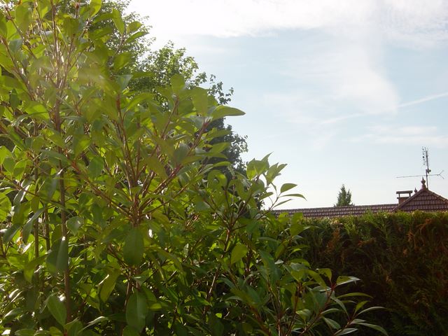 dsc03932.jpg