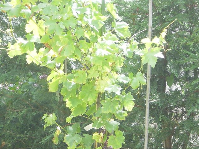 dsc03974.jpg